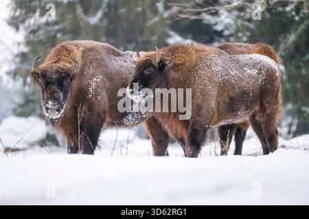 European bison, wisent (Bison bonasus), bison stands in a clearing in the snow., Germany, Bavaria Stock Photo