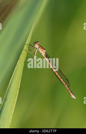 Siberian winter damselfly (Sympecma annulata, Sympecma paedisca), female sitting on reed leaf, Netherlands, Overijssel, Weerribben-Wieden National Par Stock Photo
