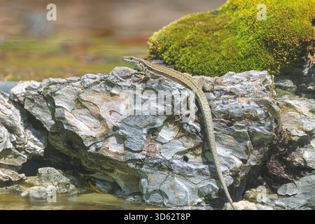 common wall lizard (Lacerta muralis, Podarcis muralis), lying on a dead trunk, Spain, Katalonia Stock Photo