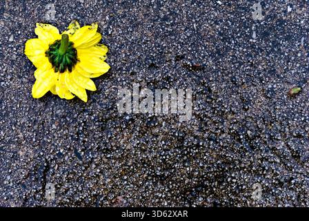A vibrant yellow flower rests on a wet textured asphalt surface, creating a beautiful juxtaposition of color and form. Stock Photo