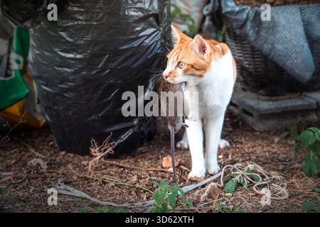 Naughty Orange and White Tabby cat carrying a killed mouse it away from a pile of garbage in the backyard. Stock Photo
