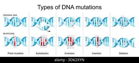 Types of DNA mutations. Comparison of Original DNA and DNA with Mutations. Deletion, Insertion, Inversion, Substitution and Point mutation Stock Vector