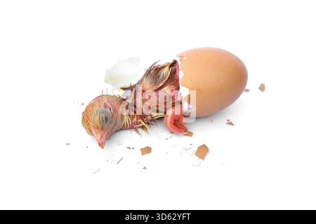 Newborn Rhode Island Red Chicken. Little wet feathers newly chick is hatching from egg isolated on white background. Stock Photo