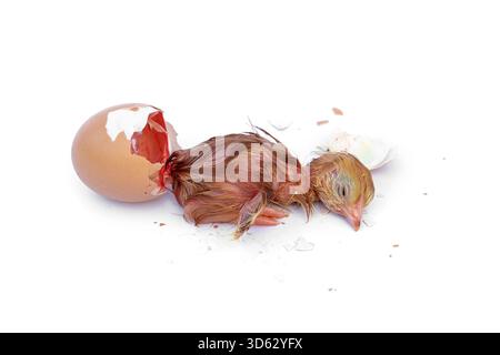 Newborn Rhode Island Red Chicken. Little wet feathers newly chick is hatching from egg isolated on white background. Stock Photo