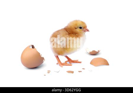 Newborn Rhode Island Red Chicken. Orange Chick hatching from egg with eggshell with broken egg shells that are separated isolated on white background. Stock Photo