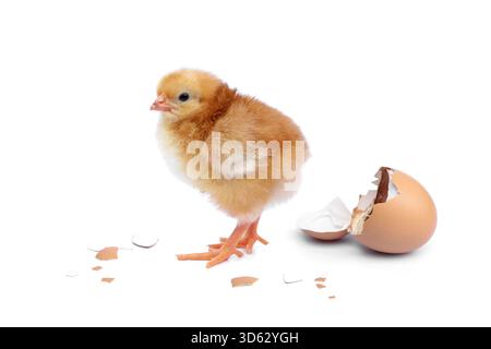Newborn Rhode Island Red Chicken. Orange Chick hatching from egg with eggshell with broken egg shells that are separated isolated on white background. Stock Photo