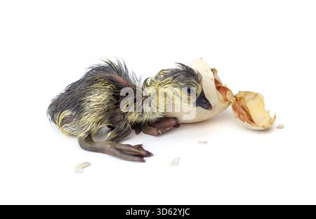 Newborn Shi Tou grey Goose. Little wet feathers newly gosling is hatching from egg isolated on white background. Stock Photo