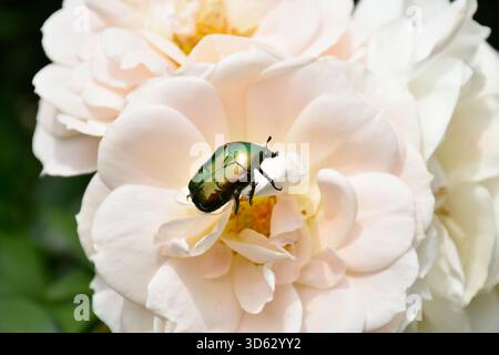 Big green bug sitting on white rose bud, insect on flower in summer garden, blooming petals, fragrant flowery aroma, macro, botanical. Stock Photo
