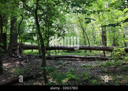 thick broken tree trunk laying over smaller one in dense sunny summer green boreal forest (shade, sunshine) Stock Photo