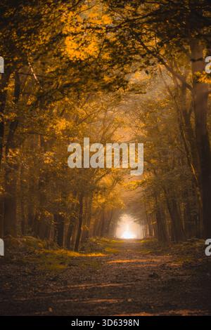 Serene dirt path winds through a dense, dark forest, illuminated by shafts of sunlight breaking through the leafy canopy. Stock Photo