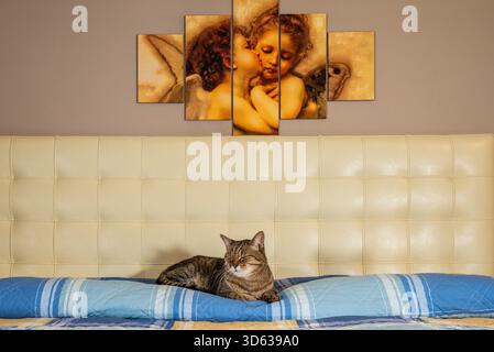 also known as the European and Celtic/European Shorthair, is a pedigreed breed of domestic cat., The European Shorthair Stock Photo