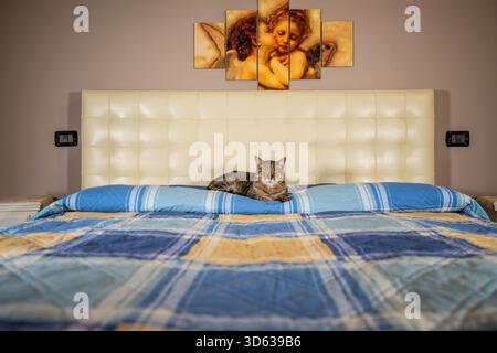 also known as the European and Celtic/European Shorthair, is a pedigreed breed of domestic cat., The European Shorthair Stock Photo