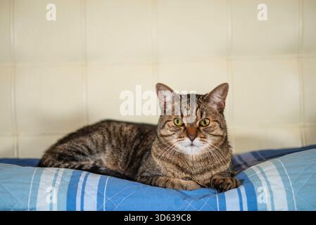 also known as the European and Celtic/European Shorthair, is a pedigreed breed of domestic cat., The European Shorthair Stock Photo