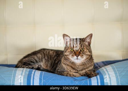 also known as the European and Celtic/European Shorthair, is a pedigreed breed of domestic cat., The European Shorthair Stock Photo