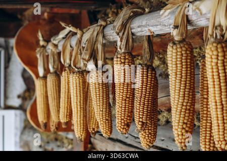 Corn cobs hanging on the facade of a building in Austria Stock Photo
