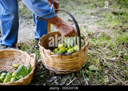 Senior puts freshly harvested green figs in a basket Stock Photo