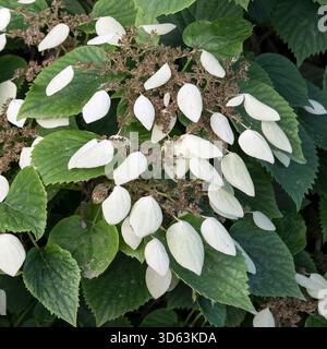 Spalthortensie, Schizophragma hydrangeoides Stock Photo