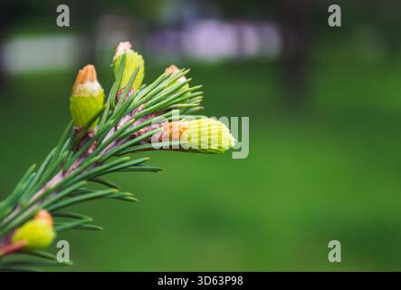 Young fresh green shoots of spruce on branch Stock Photo
