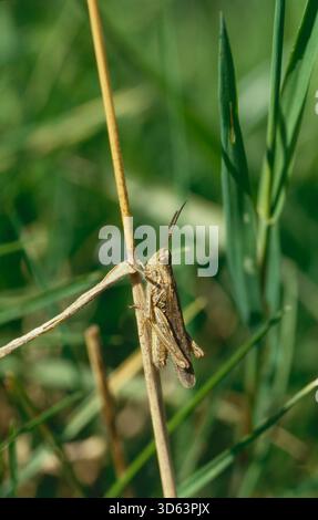 Common field grasshopper (Chorthippus brunnneus), adult male Stock Photo