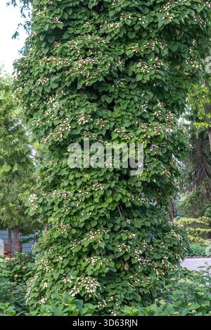 Spalthortensie, Schizophragma hydrangeoides Stock Photo