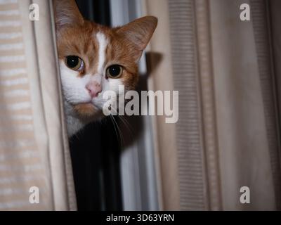 Ginger and white cat looking at camera from behind curtain Stock Photo
