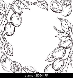 Vector frame of ripe plums on a branch with leaves, halves of plums with seeds. All objects are hand-drawn in ink. The illustration is perfect for Stock Vector