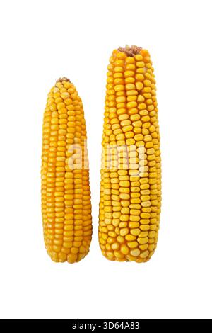 Two dry corn cobs on white background. Close up. Stock Photo