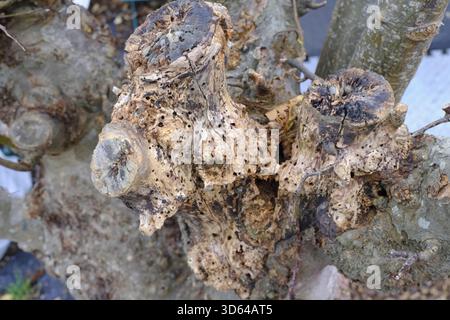 Close-up of small holes and textured damage in the bark of an old apple tree, showing signs of decay and possible insect activity, UK. Stock Photo