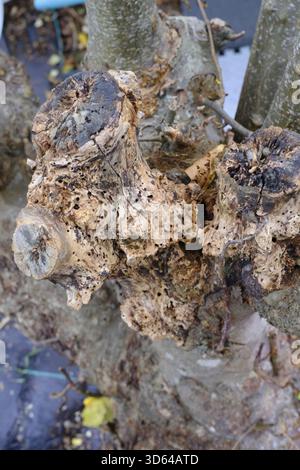 Close-up of small holes and textured damage in the bark of an old apple tree, showing signs of decay and possible insect activity, UK. Stock Photo