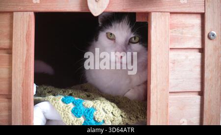 Black and white cat peeking out from inside a wooden outdoor cat house, resting on a crochet blanket, UK. Stock Photo