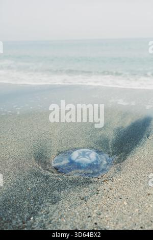 A delicate jellyfish lies on the sandy beach, surrounded by gentle waves washing ashore. The atmosphere is calm with a touch of mist hanging in the ai Stock Photo