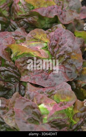 Lettuce Cervanek, attractive pink tinged green leaves, butterhead lettuce at maturity. Lactuca sativa. Stock Photo