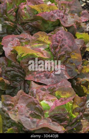 Lettuce Cervanek, attractive pink tinged green leaves, butterhead lettuce at maturity. Lactuca sativa. Stock Photo