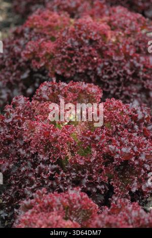 Lettuce Matador, deep red lollo rossa type lettuce with deeply crinkled ...