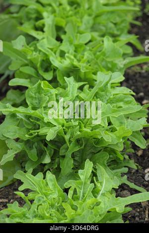 Lettuce Catalogna, an Italian oak leaf variety with long,serrated leaves growing in summer. UK Stock Photo