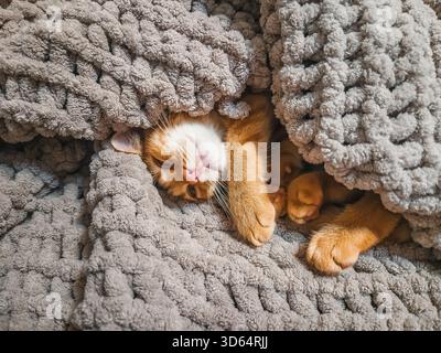 Cute ginger kitten under gray knitted soft blanket. Cat is dozing comfortably on cozy home bed. Kitten with pink nose is having sweet dreams, his face Stock Photo