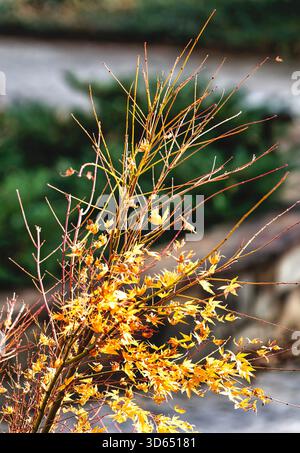 Maple leaf Viburnum in autumn colors Stock Photo