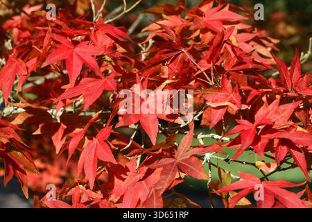 Acer pubipalmatum. Red autumn leaf colour. Stock Photo