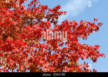 Acer pubipalmatum. Red autumn leaf colour. Stock Photo