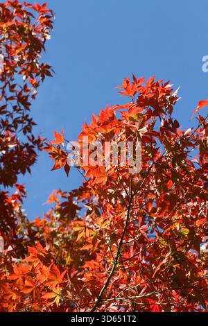 Acer pubipalmatum. Red autumn leaf colour. Stock Photo