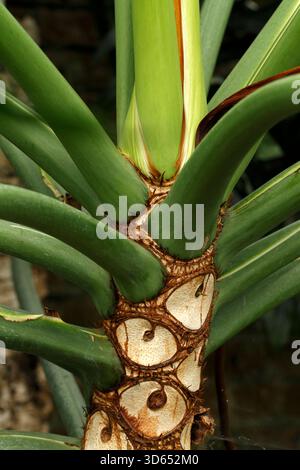 big snake plants for sale Snake Plant for Sale