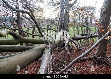 A fallen tree in a forest Stock Photo