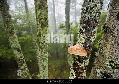 Birch porling (Piptoporus betulinus), on the trunk of a birch tree, Chamonix, France Stock Photo