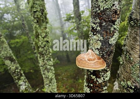 Birch porling (Piptoporus betulinus), on the trunk of a birch tree, Chamonix, France Stock Photo