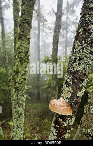 Birch porling (Piptoporus betulinus), on the trunk of a birch tree, Chamonix, France Stock Photo