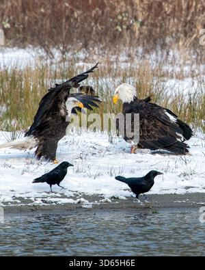 Two adult bald eagles and two crows in snow near a river Stock Photo