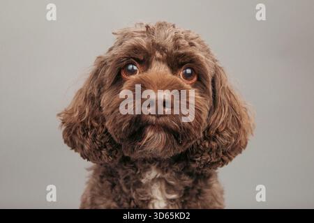Close-up portrait of a brown cockapoo sitting in front of a grey background Stock Photo