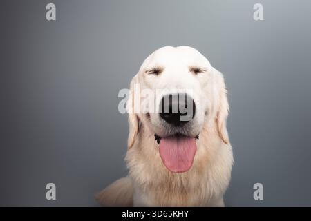 Close-up portrait of a happy white golden retriever with its eyes closed and tongue hanging out sitting in front of a grey background Stock Photo