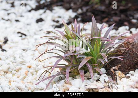 Small Cordyline australis or Cabbage Tree Red Star plant with striking reddish green sword like leaves set in a modern white gravel garden Stock Photo