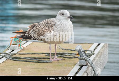 A juvenile Herring Gull Larus argentatus standing on a wooden floating dock next to ropes and discard Stock Photo